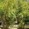 JARDINTROPIC - Fargesia robusta ?pingwu? (bambou non traçant) pot 10 litres - 100/120cm - 8/12 cannes