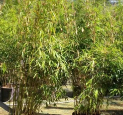 JARDINTROPIC - Fargesia robusta ?pingwu? (bambou non traçant) pot 10 litres - 100/120cm - 8/12 cannes