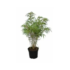 JARDINTROPIC - Fargesia "rufa" (bambou non traçant) pot 10 litres - 100/120cm - 8/12 cannes