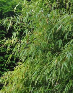 JARDINTROPIC - Fargesia "rufa" (bambou non traçant) pot 10 litres - 100/120cm - 8/12 cannes