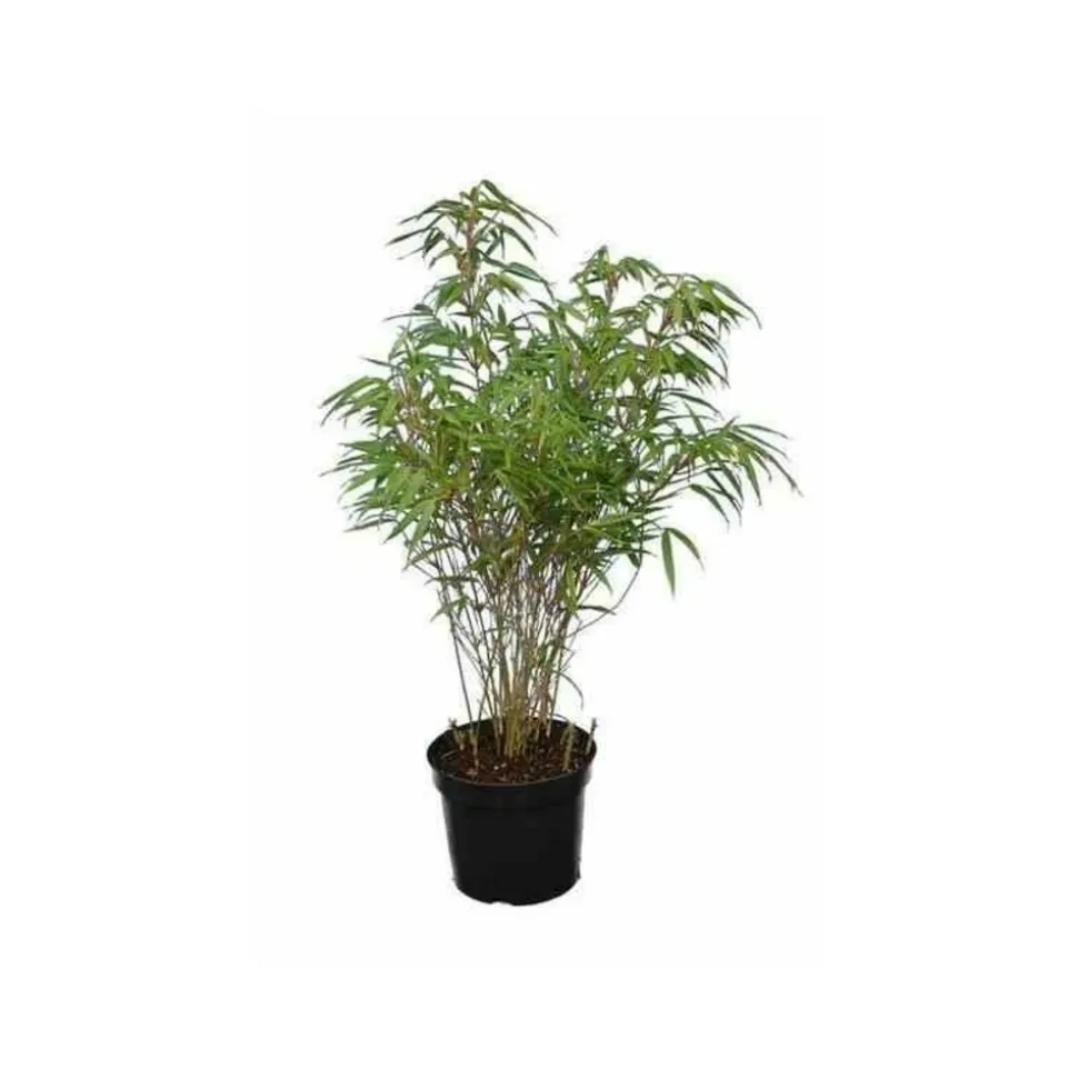 JARDINTROPIC - Fargesia "rufa" (bambou non traçant) pot 5 litres - 40/60cm - 6/9 cannes