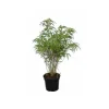 JARDINTROPIC - Fargesia "rufa" (bambou non traçant) pot 15 litres - 80/100cm - 15/20 cannes