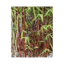 JARDINTROPIC - Fargesia scabrida "asian wonder" (bambou non traçant) pot de 5 litres ? 60/80 cm