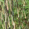 JARDINTROPIC - Fargesia sp jiuzhaigou deep purple (bambou non traçant) pot 30 litres - 150/200cm - 12/20 cannes