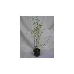 JARDINTROPIC - Fargesia winter joy pot de 10 litres ? 120/140 cm