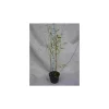 JARDINTROPIC - Fargesia winter joy pot de 5 litres ? 80/100 cm