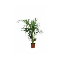 JARDINTROPIC - Howea forsteriana (kentia) pot de 3 litres - 100/120 cm