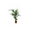 JARDINTROPIC - Howea forsteriana (kentia) spécimen pot de 25l - 200-225cm