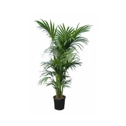 JARDINTROPIC - Howea forsteriana (kentia) pot de 15 litres ? 160/180 cm