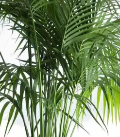 JARDINTROPIC - Howea forsteriana (kentia) pot de 25l - 200-225cm