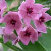 JARDINTROPIC - Hoya dennisii (fleur de porcelaine, fleur de cire) rose - taille pot de 2 litres - 20/40 cm
