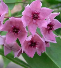 JARDINTROPIC - Hoya dennisii (fleur de porcelaine, fleur de cire) rose - taille pot de 2 litres - 20/40 cm