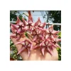 JARDINTROPIC - Hoya kaimuki grosse fleur (fleur de porcelaine, fleur de cire) rose - taille pot de 2 litres - 20/40 cm