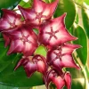 JARDINTROPIC - Hoya macgillivrayi (fleur de porcelaine, fleur de cire) rose - taille pot de 2 litres - 20/40 cm
