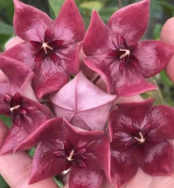 JARDINTROPIC - Hoya megalaster (fleur de porcelaine, fleur de cire) taille pot de 2 litres - 20/40 cm - violet