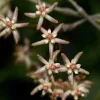 JARDINTROPIC - Hoya padangensis (fleur de porcelaine, fleur de cire) taille pot de 2 litres - 20/40 cm -