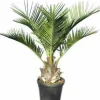 JARDINTROPIC - Jubaea chilensis (cocotier du chili, palmier à miel, palmier à vin) spécimen pot de 2 litres - 15/20 cm