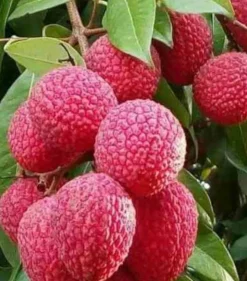 JARDINTROPIC - Litchi sinensis variété wai chee pot de 80l - total 175/200cm