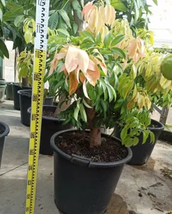 JARDINTROPIC - Litchi sinensis variété wai chee pot de 80l - total 175/200cm