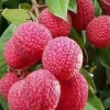 JARDINTROPIC - Litchi sinensis variété wai chee pot de 25l- 125/150cm