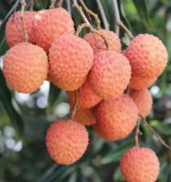 JARDINTROPIC - Litchi sinensis var kwai may rose pot de 80l - total 175/200cm