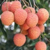 JARDINTROPIC - Litchi sinensis var kwai may rose pot de 25l- 125/150cm