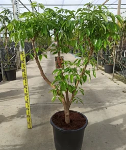 JARDINTROPIC - Litchi sinensis var kwai may rose pot de 25l- 125/150cm