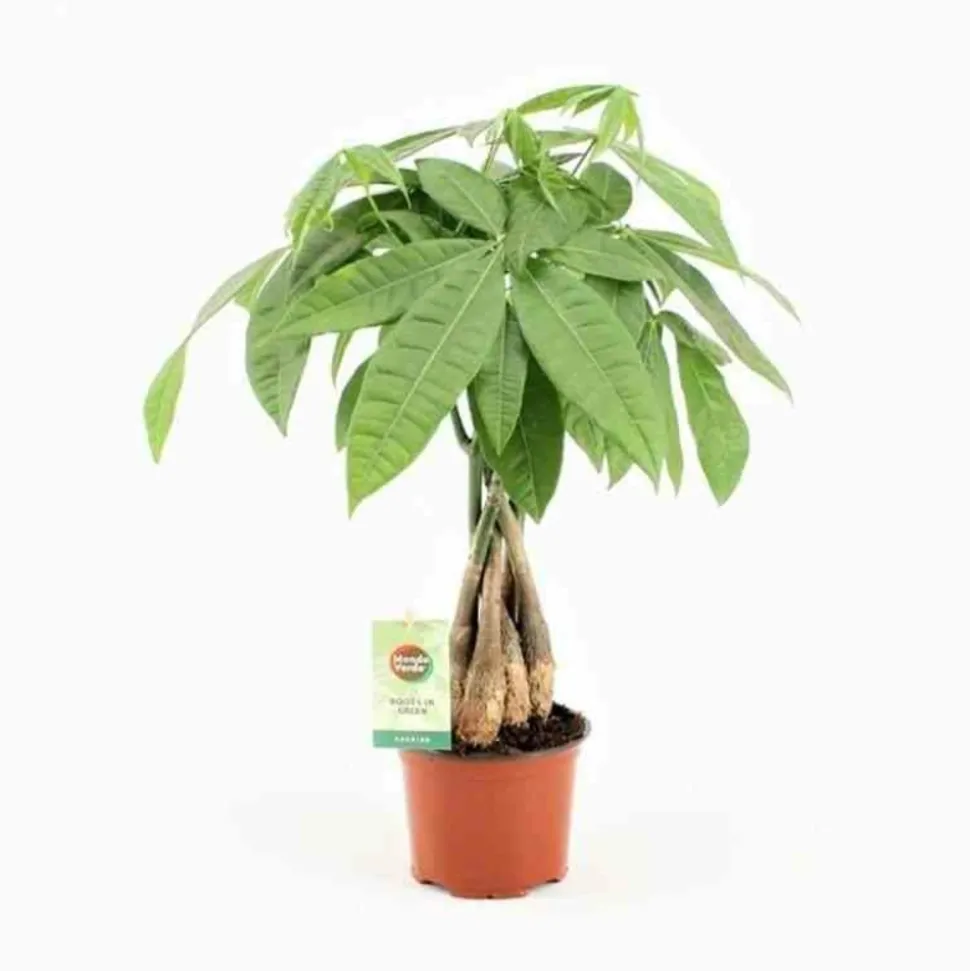 JARDINTROPIC - Pachira aquatica spécimen (noix de malabar, châtaignier de guyane, cacaoyer-rivière) pot de 15l 190/210cm