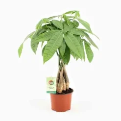 JARDINTROPIC - Pachira aquatica (noix de malabar, châtaignier de guyane, cacaoyer-rivière) pot de 3 litres ? 60/80 cm