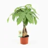 JARDINTROPIC - Pachira aquatica (noix de malabar, châtaignier de guyane, cacaoyer-rivière) pot de 10 litres ? 140/160 cm