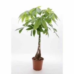 JARDINTROPIC - Pachira aquatica (noix de malabar, châtaignier de guyane, cacaoyer-rivière) pot de 10 litres ? 140/160 cm
