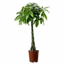 JARDINTROPIC - Pachira aquatica (noix de malabar, châtaignier de guyane, cacaoyer-rivière) pot de 15 litres ? 170/190 cm