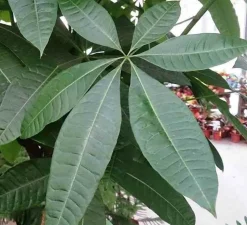 JARDINTROPIC - Pachira aquatica (noix de malabar, châtaignier de guyane, cacaoyer-rivière) pot de 15 litres ? 170/190 cm