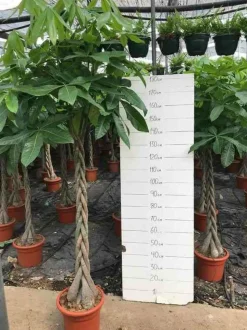 JARDINTROPIC - Pachira aquatica (noix de malabar, châtaignier de guyane, cacaoyer-rivière) pot de 25l - 200-225cm