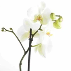 JARDINTROPIC - Phalaenopsis hybride blanche (orchidée papillon) pot de 1 litre - 60/70 cm