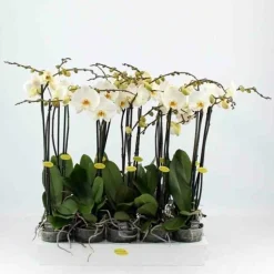 JARDINTROPIC - Phalaenopsis hybride blanche (orchidée papillon) pot de 1 litre - 60/70 cm