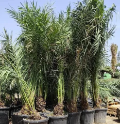 JARDINTROPIC - Phoenix dactylifera (véritable dattier) pot de 110l 230/270cm