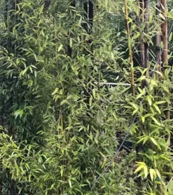 JARDINTROPIC - Phyllostachys nigra (bambou noir) pot de 2 litres ? 40/60 cm