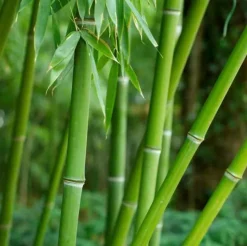 JARDINTROPIC - Phyllostachys bissetii pot de 10l - 90/100cm