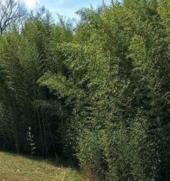 JARDINTROPIC - Phyllostachys bissetii pot de 5 litres - 100/120 cm