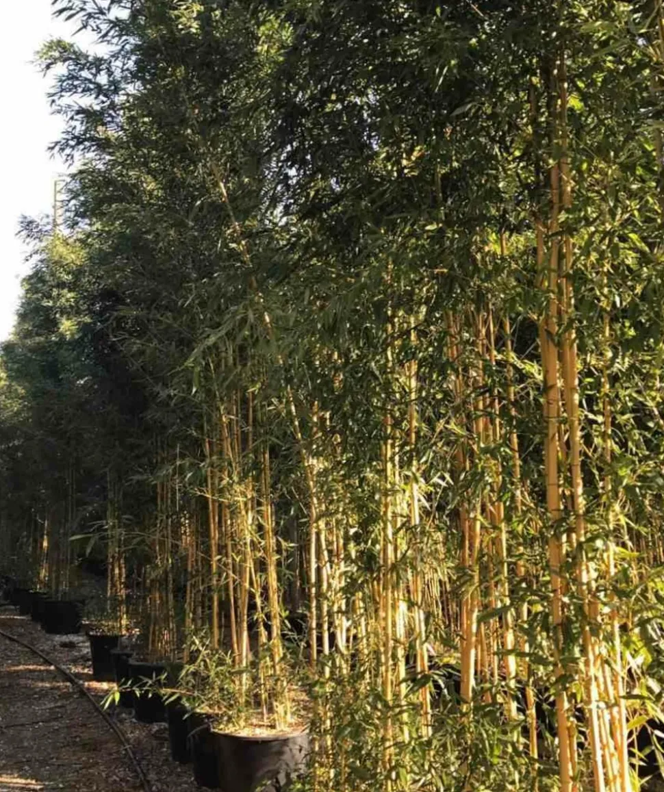 JARDINTROPIC - Phyllostachys aureosulcata aureocaulis pot de 2 litres - 50/70 cm