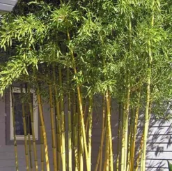 JARDINTROPIC - Phyllostachys aureosulcata spectabilis pot de 15 litres - 200/250cm