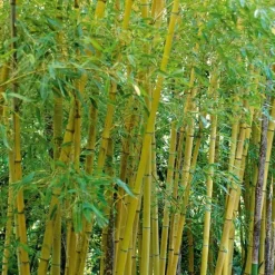 JARDINTROPIC - Phyllostachys aurea (bambou doré) pot de 10 litres ? 120/140 cm