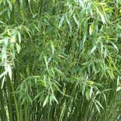 JARDINTROPIC - Phyllostachys bissetii pot de 5 litres ? 80/100 cm