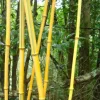 JARDINTROPIC - Phyllostachys aureosulcata pot de 2 litres - 30/50 cm