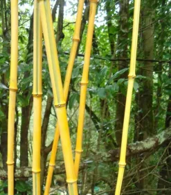 JARDINTROPIC - Phyllostachys aureosulcata pot de 2 litres - 30/50 cm