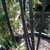 JARDINTROPIC - Phyllostachys nigra (bambou noir) pot de 15 litres ? 160/180 cm