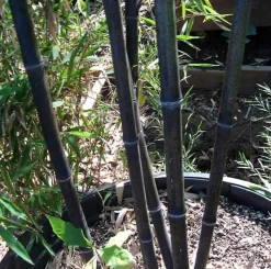 JARDINTROPIC - Phyllostachys nigra (bambou noir) pot de 15 litres ? 160/180 cm