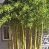 JARDINTROPIC - Phyllostachys aureosulcata spectabilis pot de 10 litres ? 120/140 cm