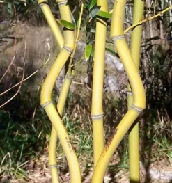 JARDINTROPIC - Phyllostachys aureosulcata aureocaulis pot de 5 litres ? 80/100 cm